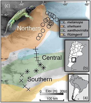 Four Species Linked by Three Hybrid Zones: Two Instances of Repeated Hybridization in One Species Group (Genus Liolaemus)